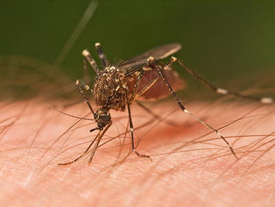 Muỗi là “kẻ thù” của nhiều gia đình